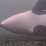 Whale Underwater Views Live Cam - Rubbing Beach Killer Orcas Orcinus British Columbia