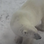 A White Polar Bear Tundra Buggy In Alaska On Live Camera