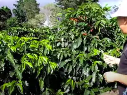 The job of collecting coffee in Costa Rica