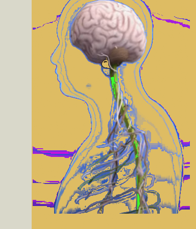 The Human Bone System