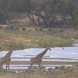 The African Giraffe Herd Running