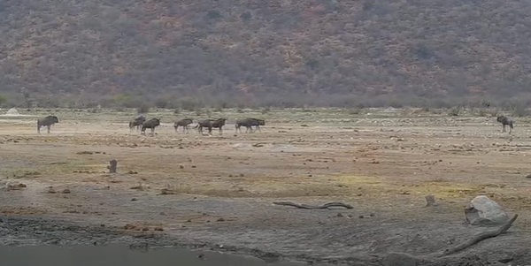 Wild Buffalo Near Drinking Water