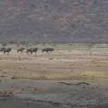 Wild Buffalo Near Drinking Water