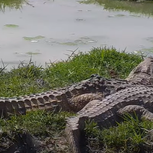 African Crocodiles Is A Strong Predator