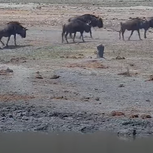 Wild African Deer with Buffalo Live Cam