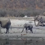 Elephant Baby With Mom And Grandmother Elephants