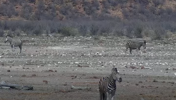 African Zebra Wild Animals