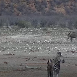 African Zebra Wild Animals