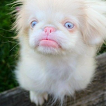 The Albino Small Dog with Light Blue Eyes And Pink Skin