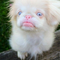 The Albino Small Dog with Light Blue Eyes And Pink Skin