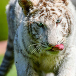 The Albino African Tiger with Light Stripes And White Color