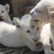 Cute Albino Baby Lions with Pure White Hair