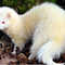 The Albino Ferret