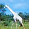 Beautiful Tall Albino Giraffe White Color