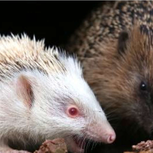 An Albino Hedgehog a Spiny Mammal of the Subfamily Erinaceinae