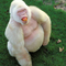 A White Hair Albino Gorilla with A Big Belly
