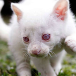 An Albino White Cat with Light Pink Eyes