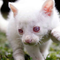 An Albino White Cat with Light Pink Eyes