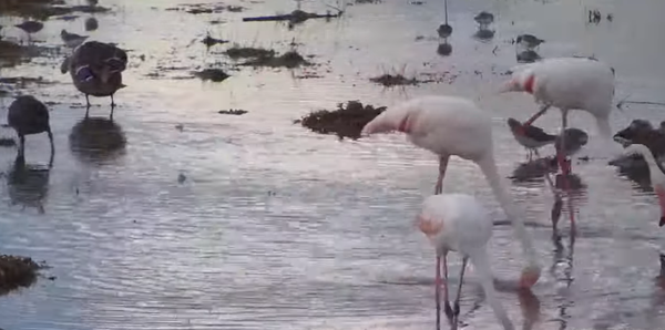 Three Beautiful Flamingos Looking For Food