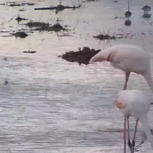 Three Beautiful Flamingos Looking For Food