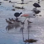 Amazing and Beautiful Flamingo Bird Looking For Food