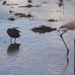 Each Flamingo Bird Has Their Own Way Looking For Food