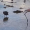 Each Flamingo Bird Has Their Own Way Looking For Food