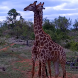 Two Giraffes Animals in Love