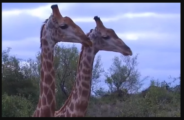 Big and Tall Giraffe Show Their Heads