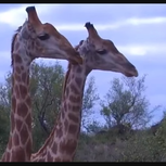 Big and Tall Giraffe Show Their Heads