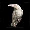 Albino Raven 