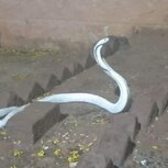 Albino Cobra Snake