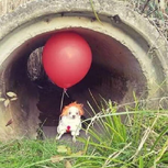 Pennywise The Dog Costume Meme