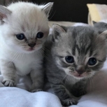 Two Amazing Cute Kittens Waiting There For Someone to Love Them