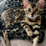 This Cat With Stripes Like A Leopard Really Cute