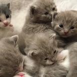 Cute Kittens to Choose From