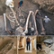 Well Preserved Giant Skeleton and Bones