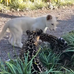 White Jaguar Wild Cat Albino