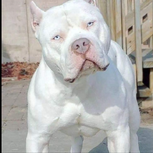 Dog Pitbull Albino White Dogs