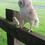 Two Cute Owls Mom and Her Baby Owl