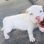 Dog Pitbull Albino with Beautiful Eyes