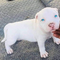 Dog Pitbull Albino with Beautiful Eyes