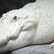 Albino Crocodile with Blue Eyes