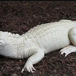 White Albino Crocodile