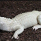 White Albino Crocodile