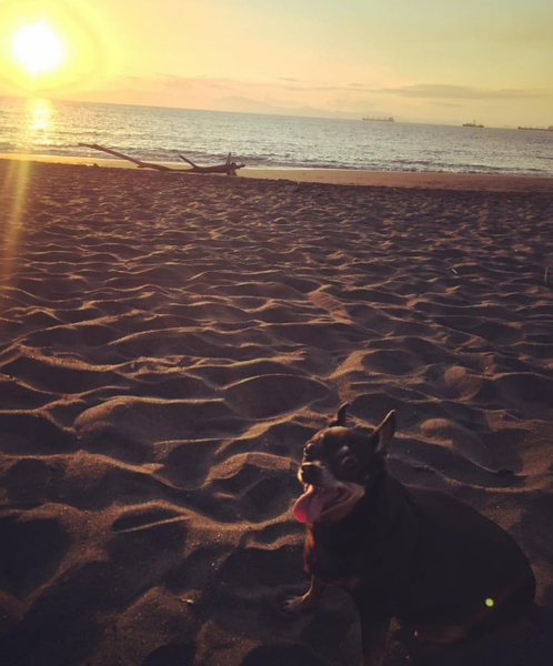 Sweetie Dog Enjoying The Sunset At The Beach