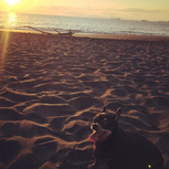 Sweetie Dog Enjoying The Sunset At The Beach