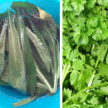 Culantro Vs Cilantro Health Benefits and Taste Flavor 