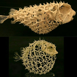 Them Bones Of A Puffer Fish Skeleton