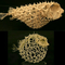 Them Bones Of A Puffer Fish Skeleton